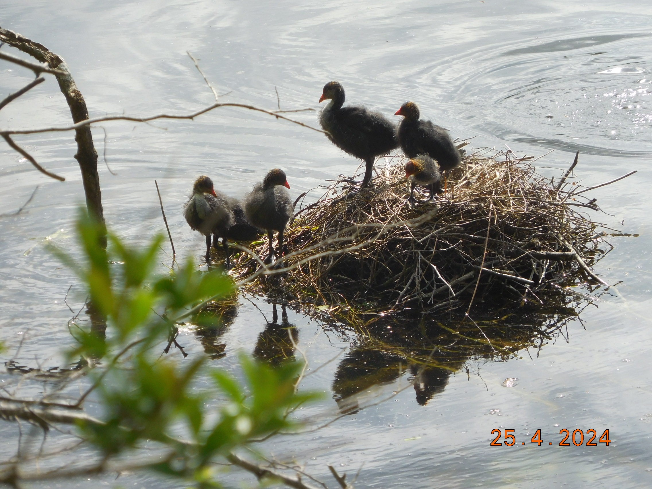  TOUR DES ETANGS DE COMMELLES AU PRINTEMPS LE 25/04/2024