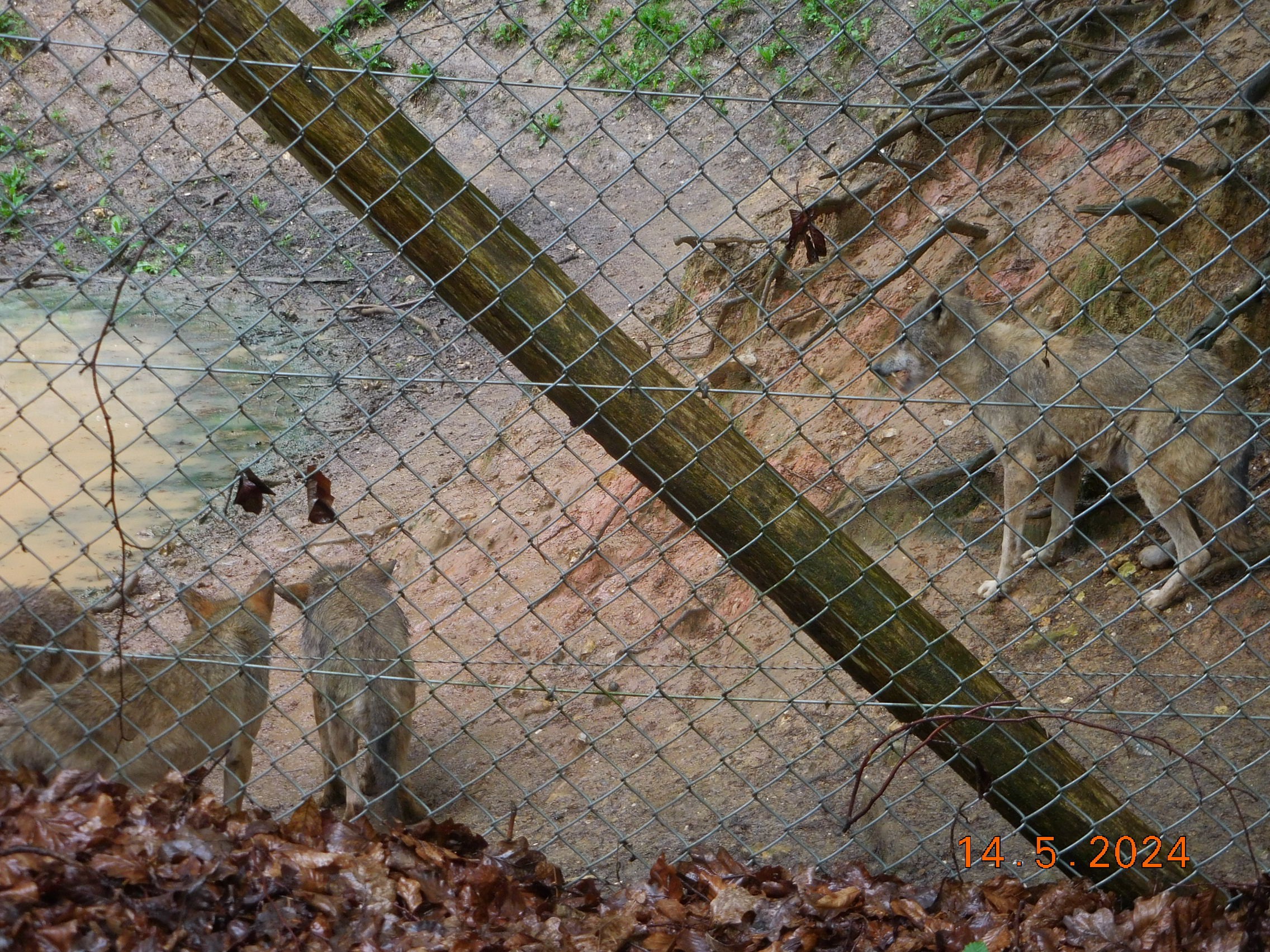  LES BISONS ET LES LOUPS LE 14/05/2024