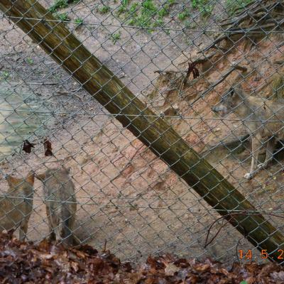  LES BISONS ET LES LOUPS LE 14/05/2024