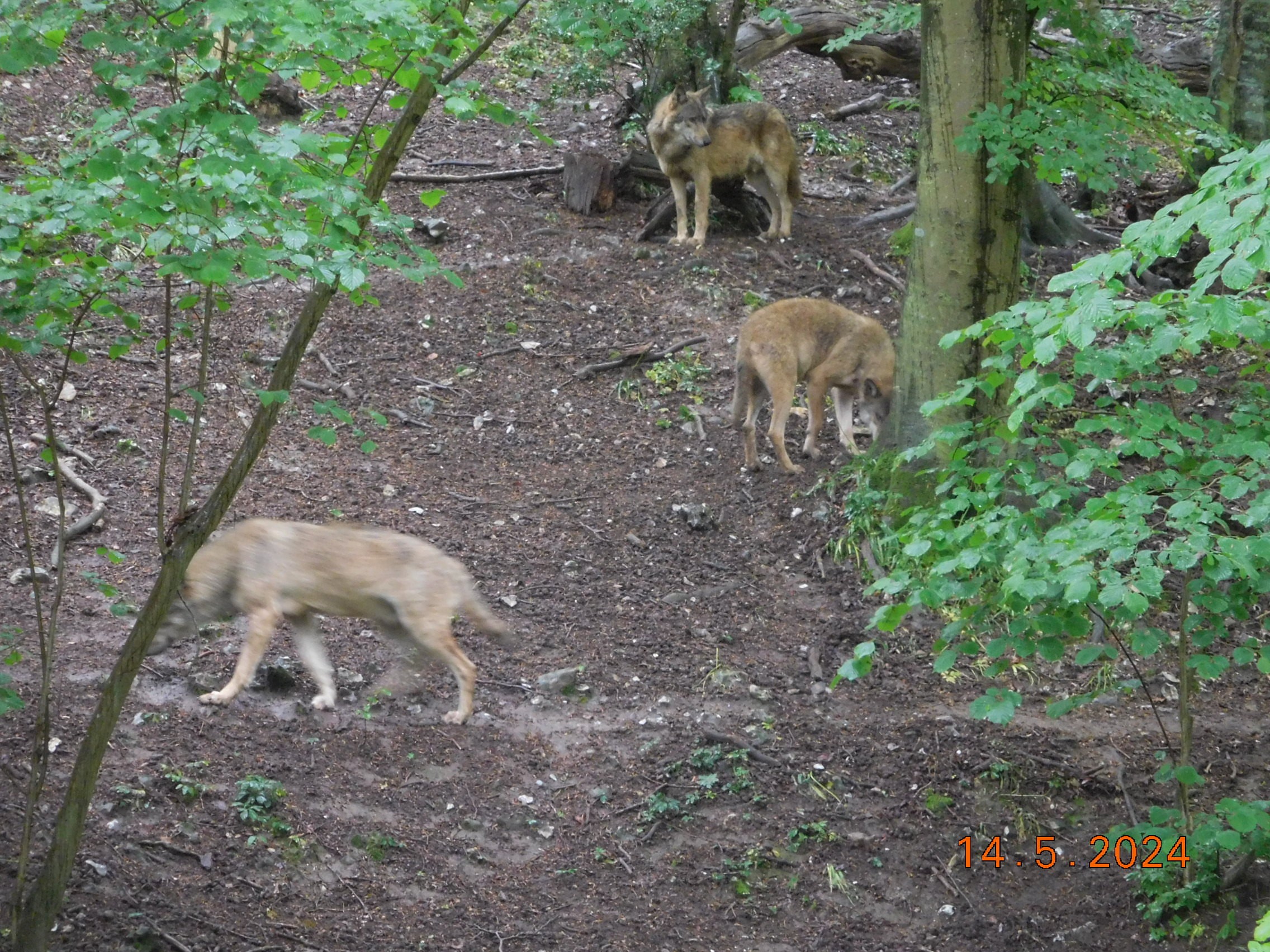  LES BISONS ET LES LOUPS LE 14/05/2024