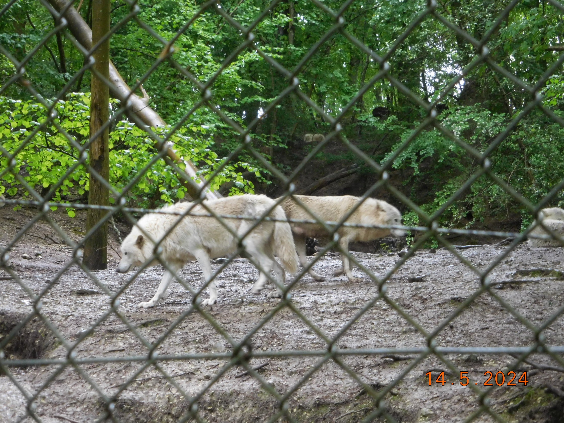  LES BISONS ET LES LOUPS LE 14/05/2024