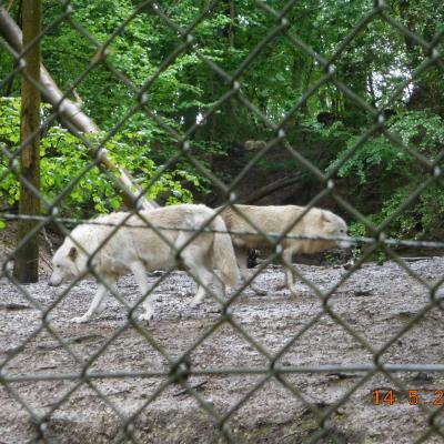  LES BISONS ET LES LOUPS LE 14/05/2024