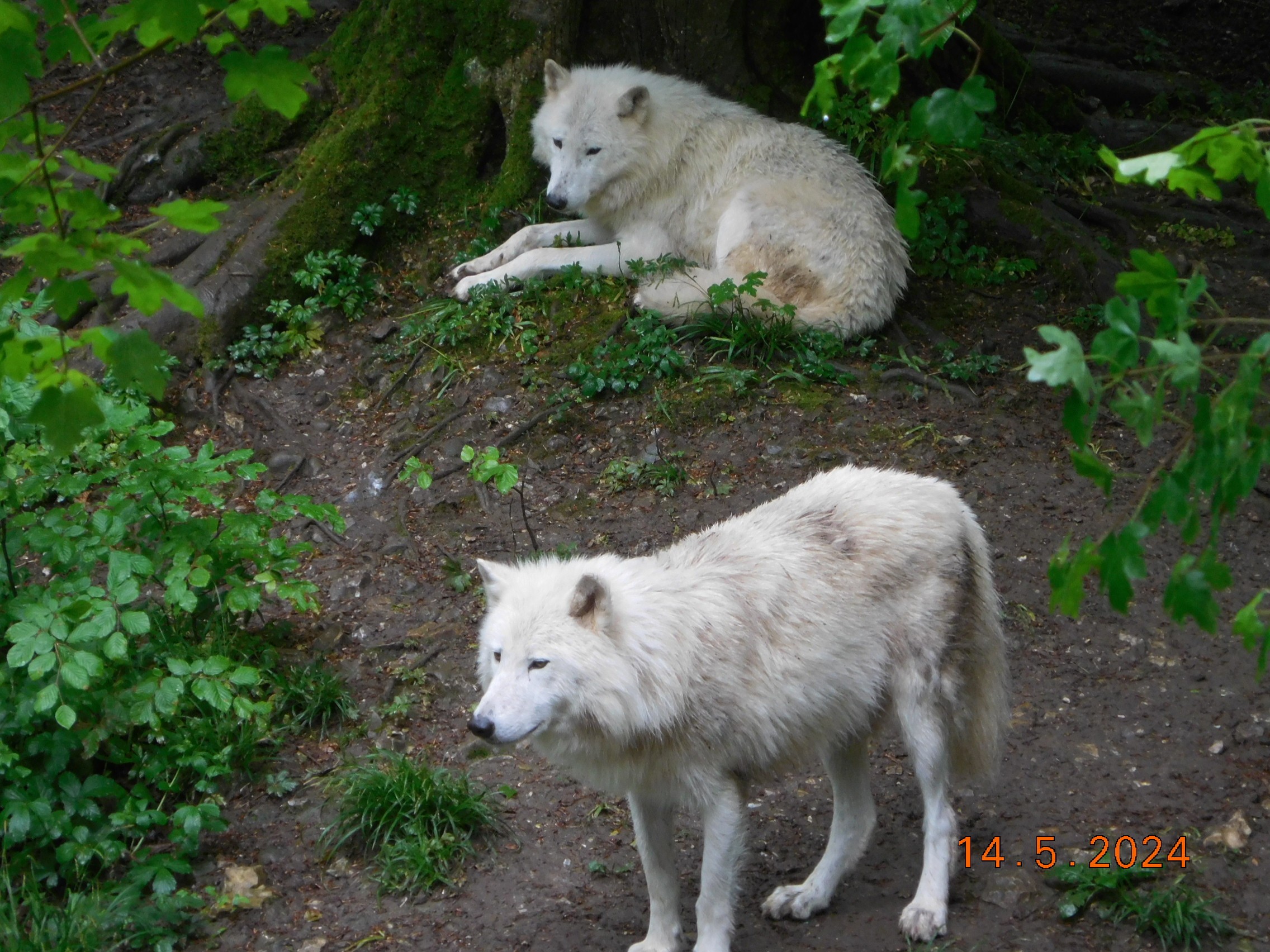  LES BISONS ET LES LOUPS LE 14/05/2024