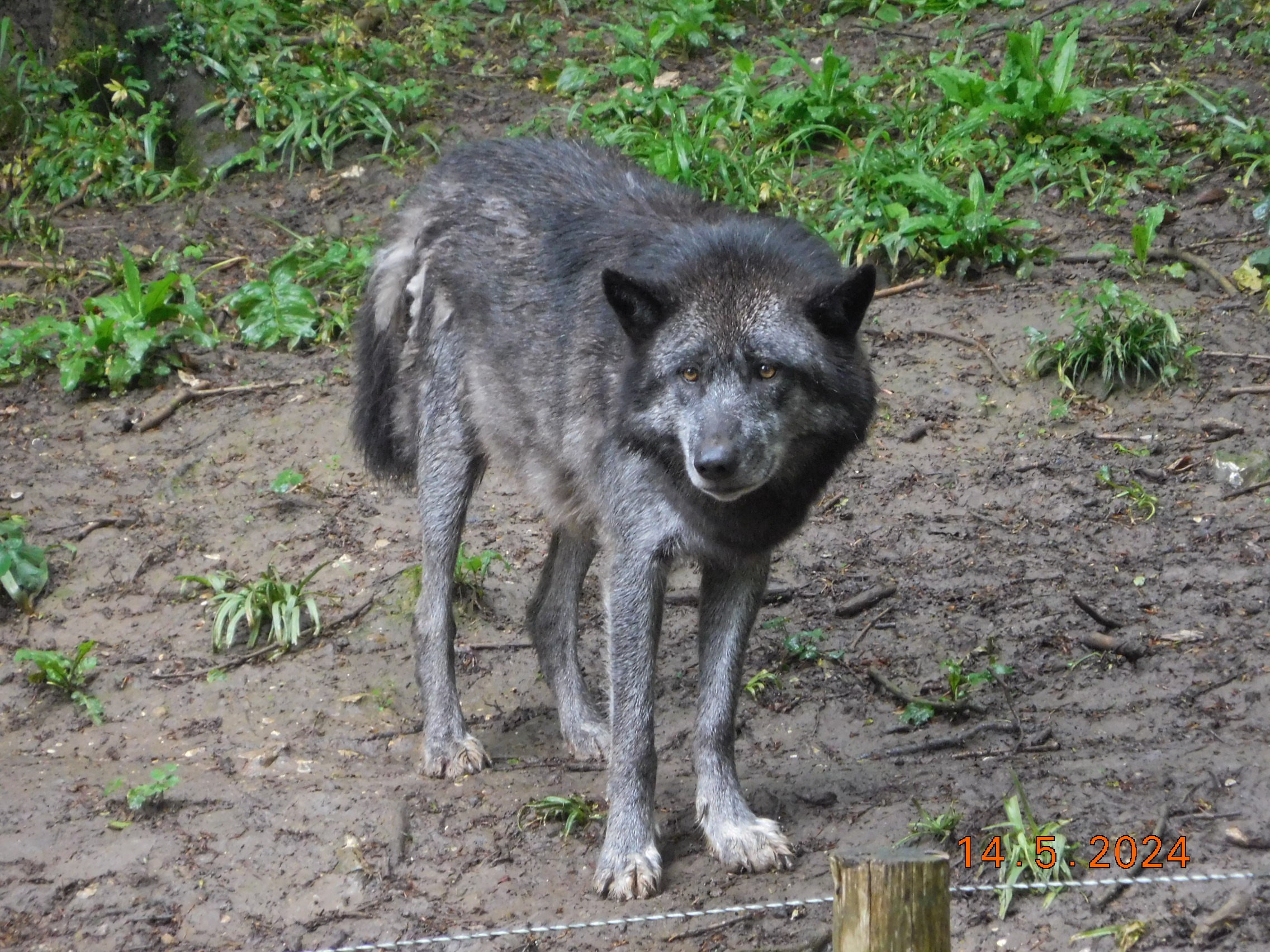  LES BISONS ET LES LOUPS LE 14/05/2024