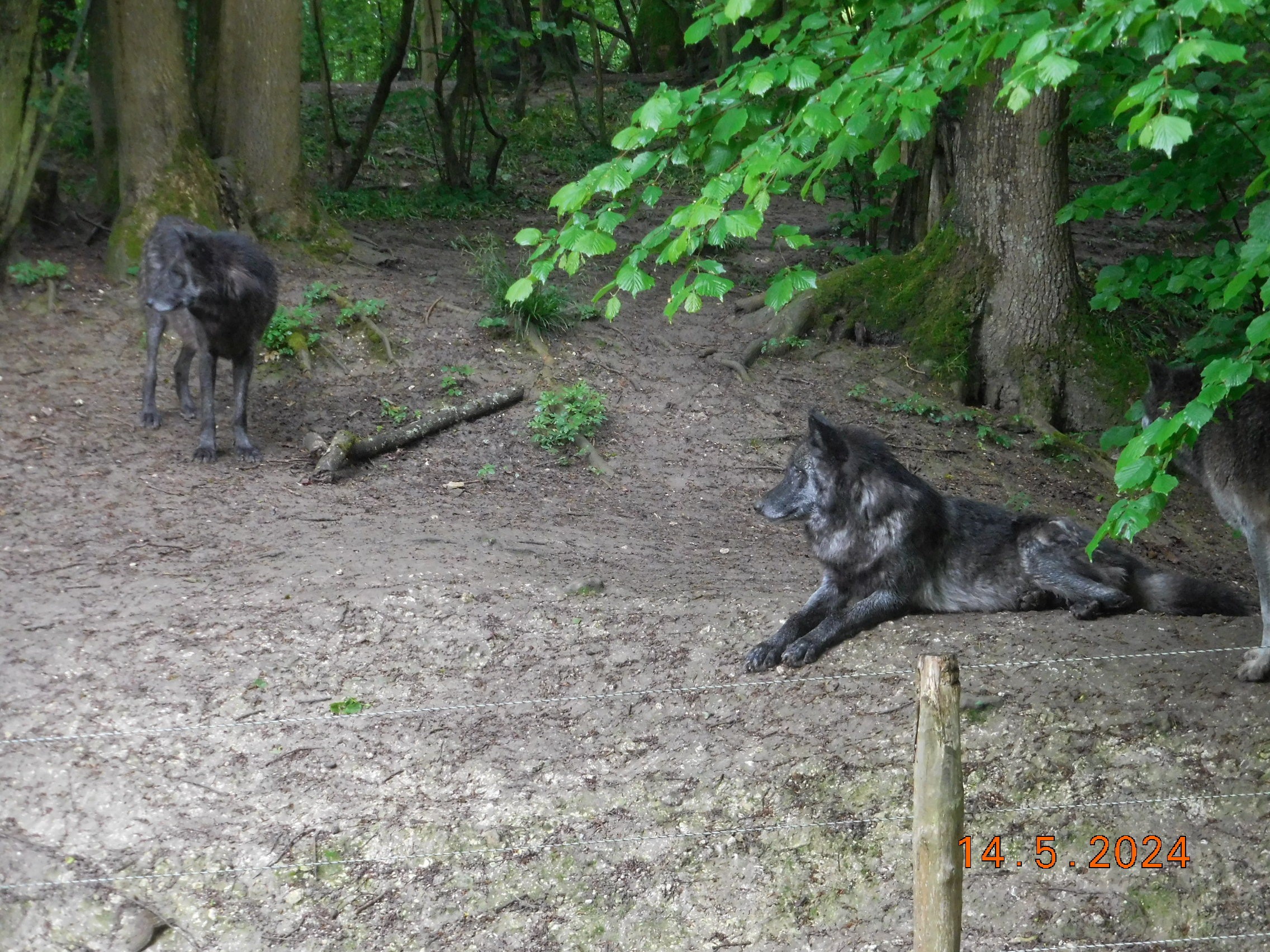  LES BISONS ET LES LOUPS LE 14/05/2024