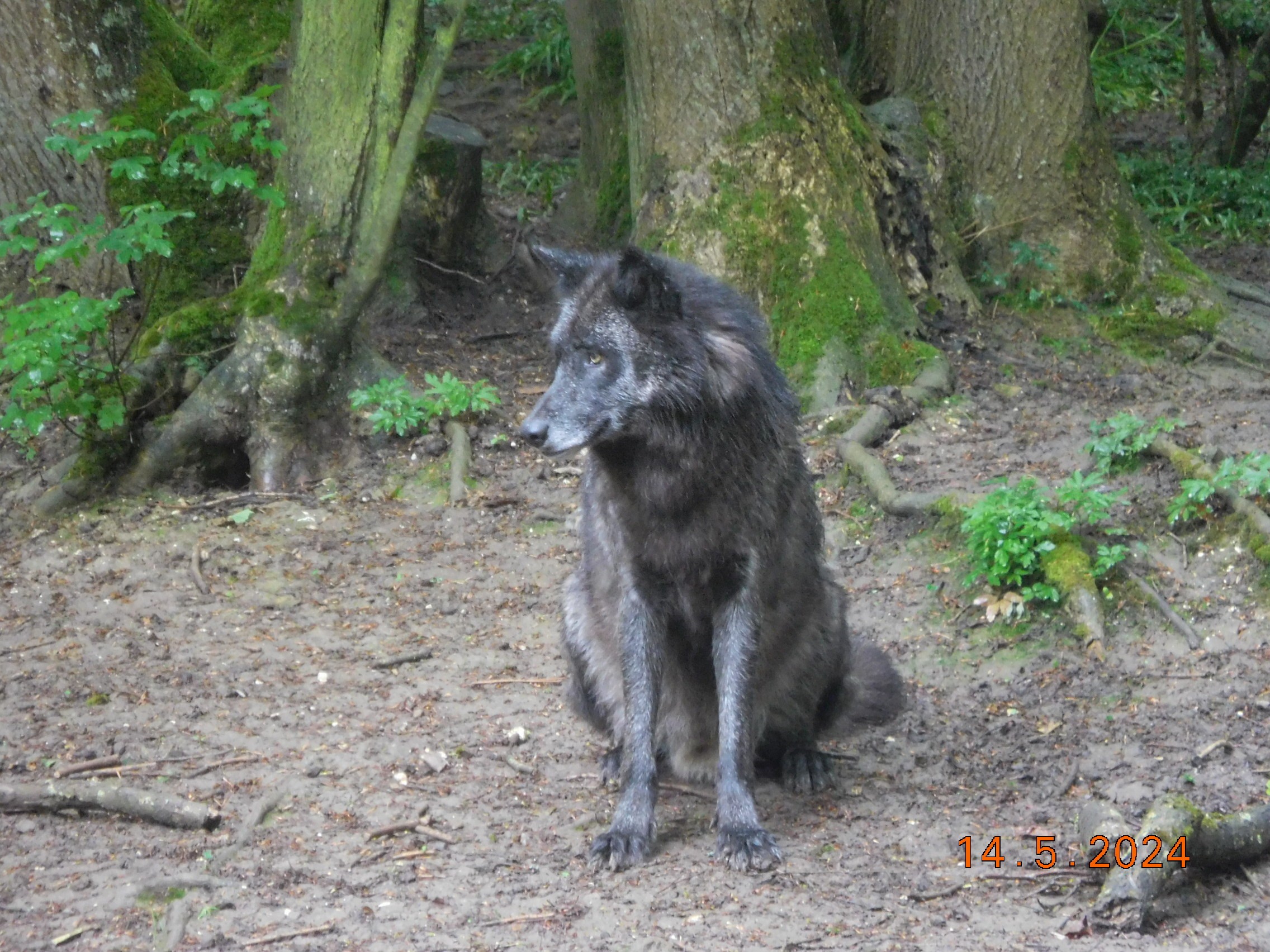  LES BISONS ET LES LOUPS LE 14/05/2024