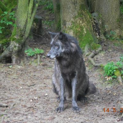  LES BISONS ET LES LOUPS LE 14/05/2024