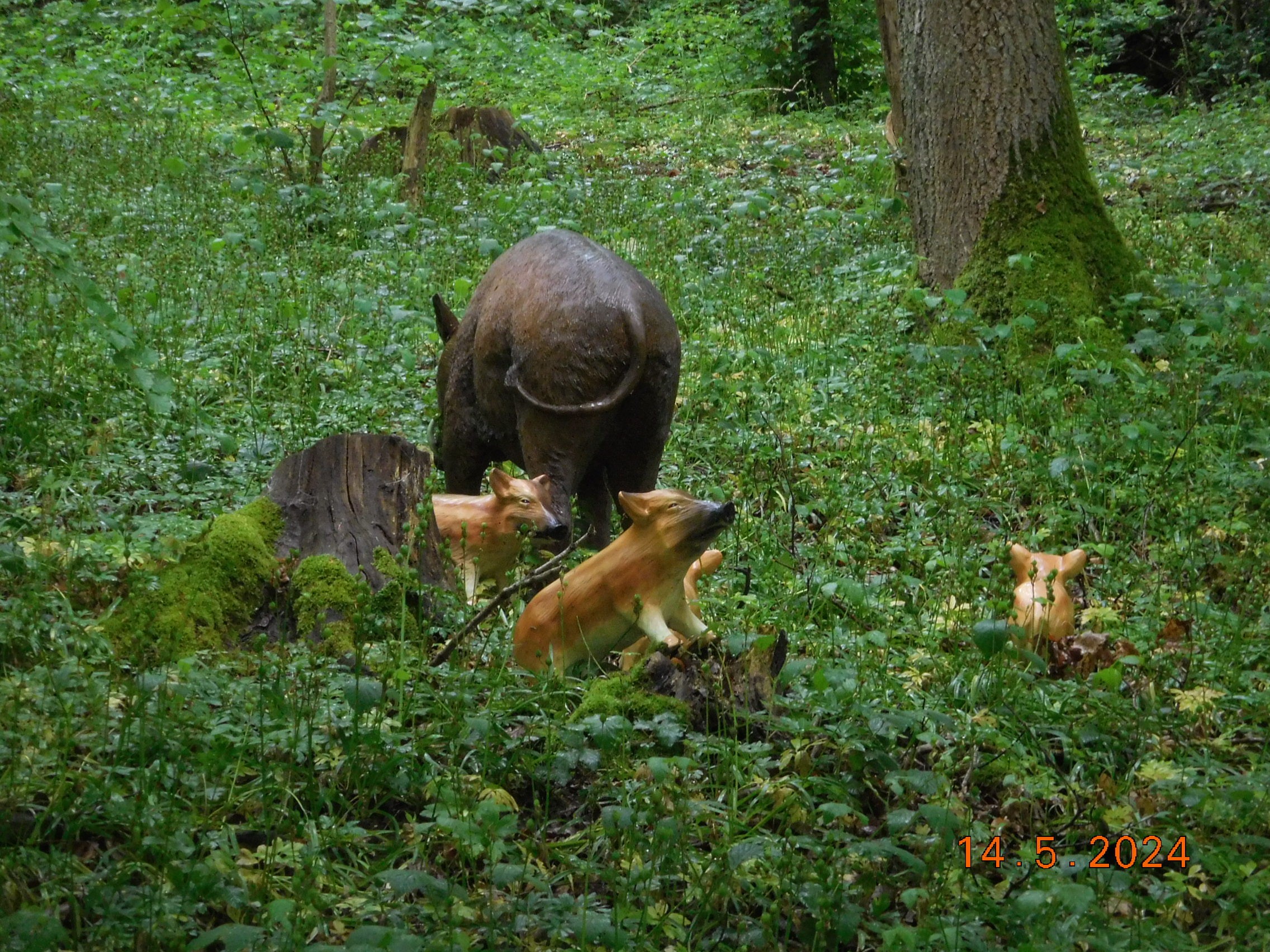  LES BISONS ET LES LOUPS LE 14/05/2024