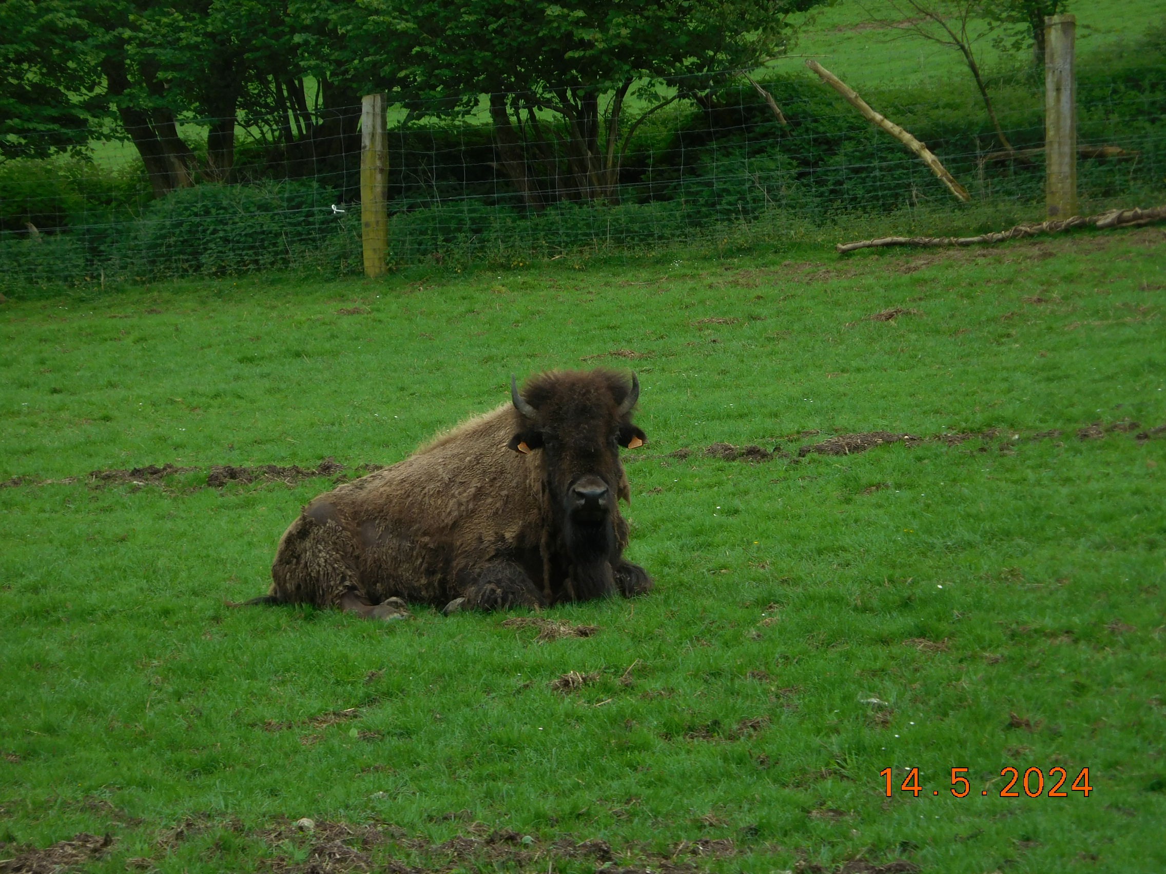  LES BISONS ET LES LOUPS LE 14/05/2024