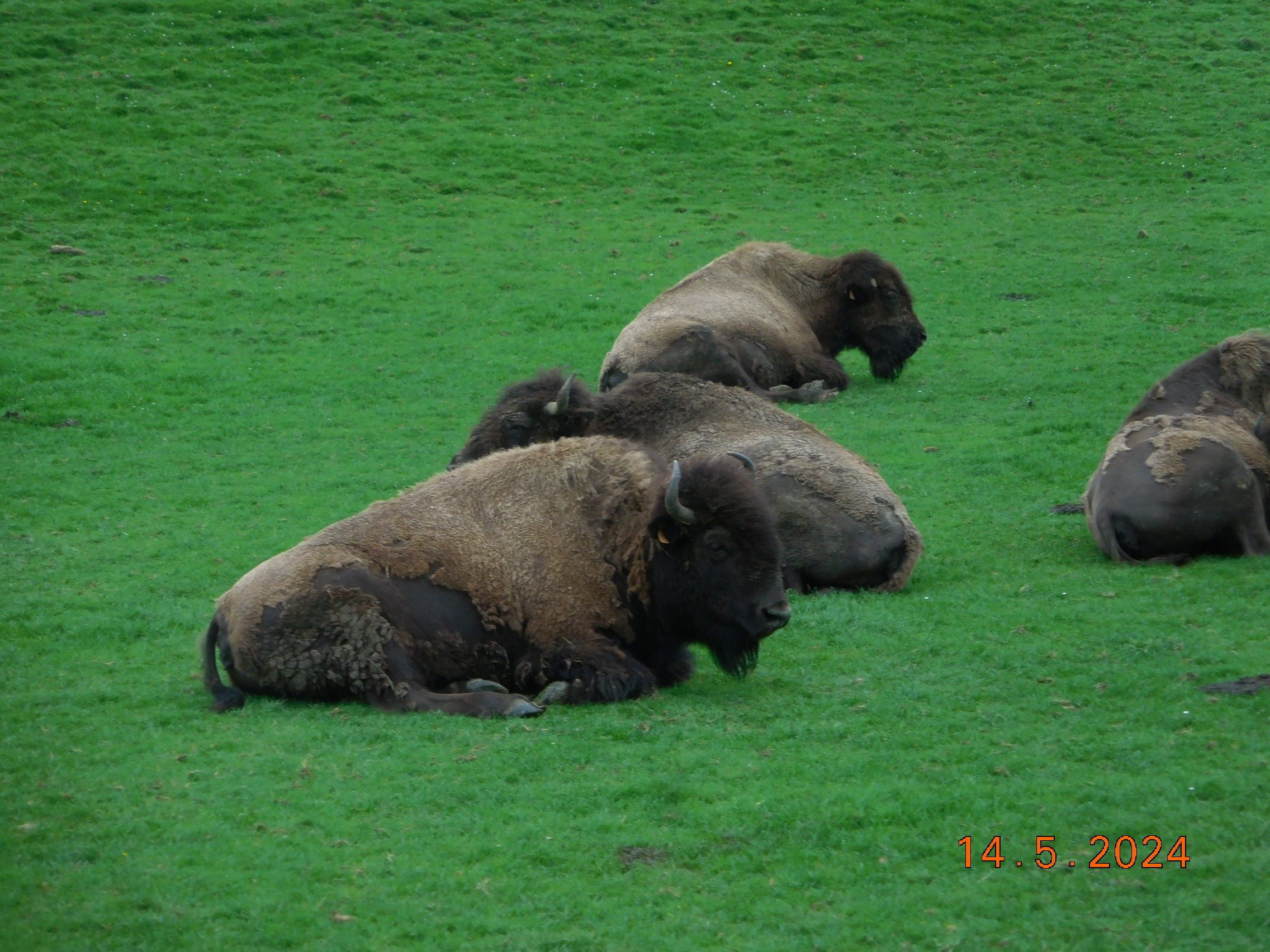  LES BISONS ET LES LOUPS LE 14/05/2024