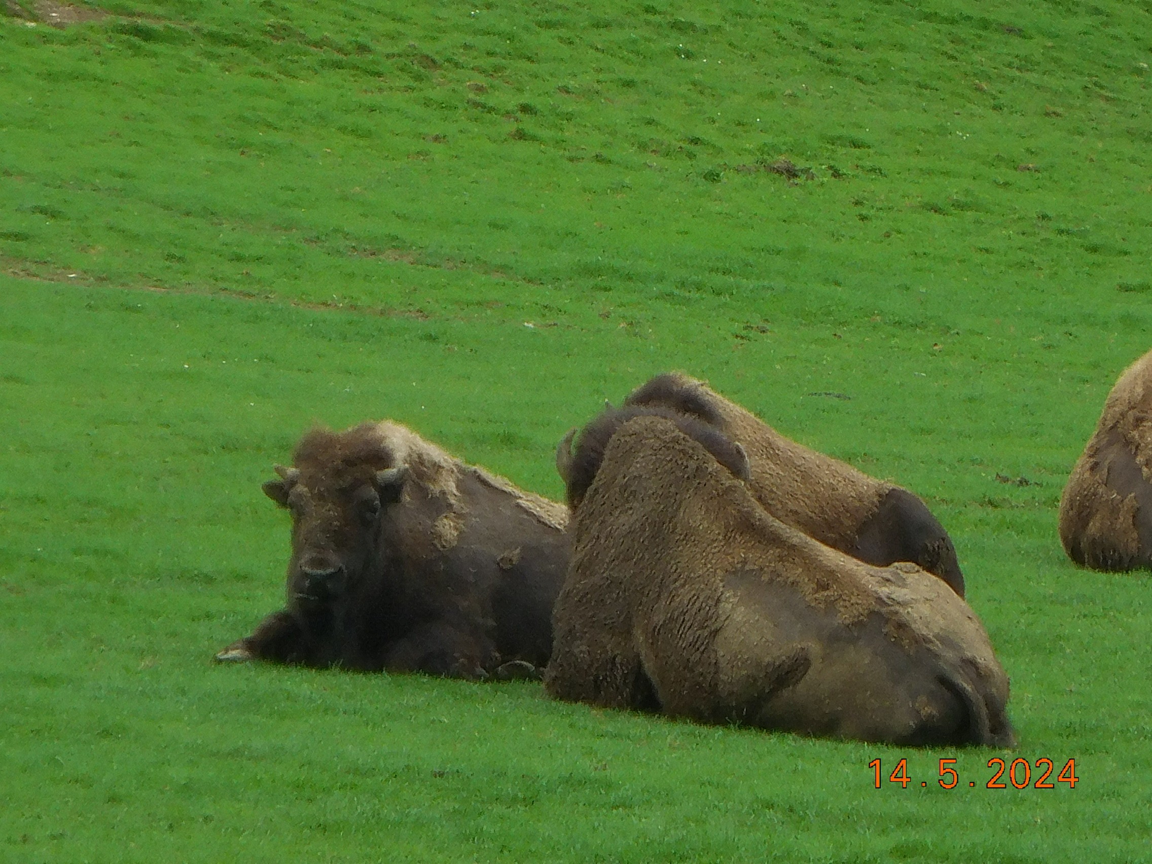  LES BISONS ET LES LOUPS LE 14/05/2024