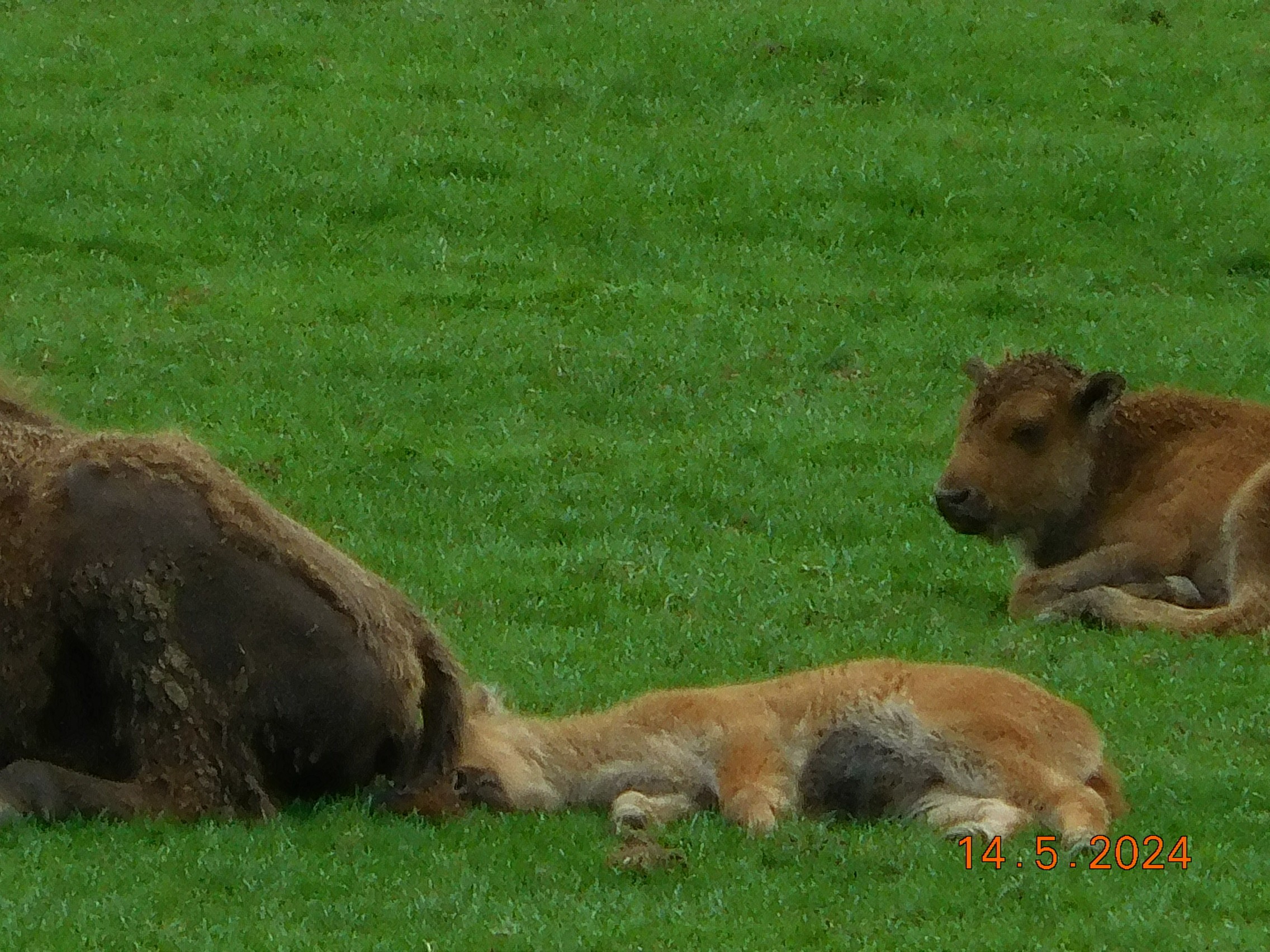  LES BISONS ET LES LOUPS LE 14/05/2024