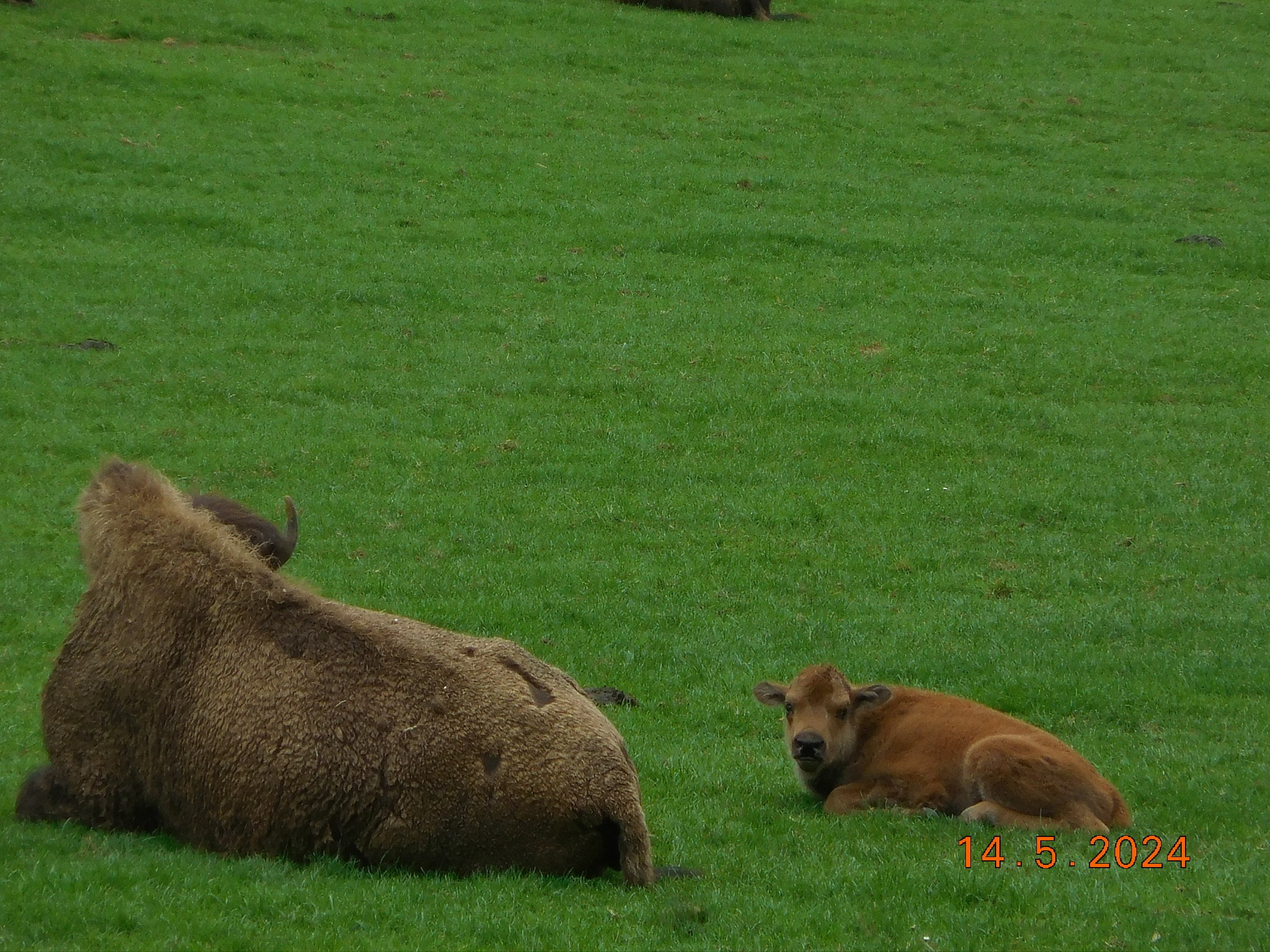  LES BISONS ET LES LOUPS LE 14/05/2024