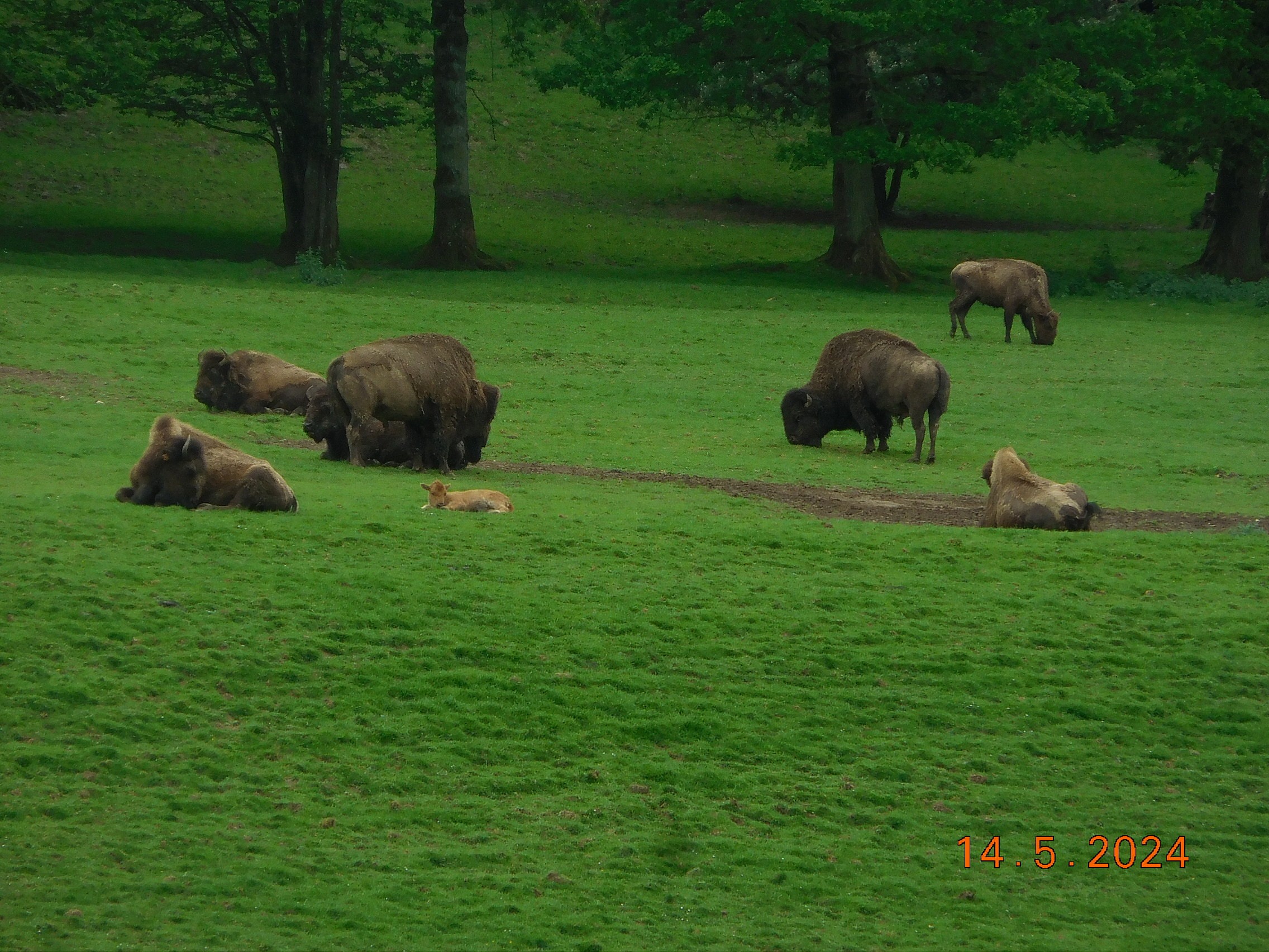  LES BISONS ET LES LOUPS LE 14/05/2024