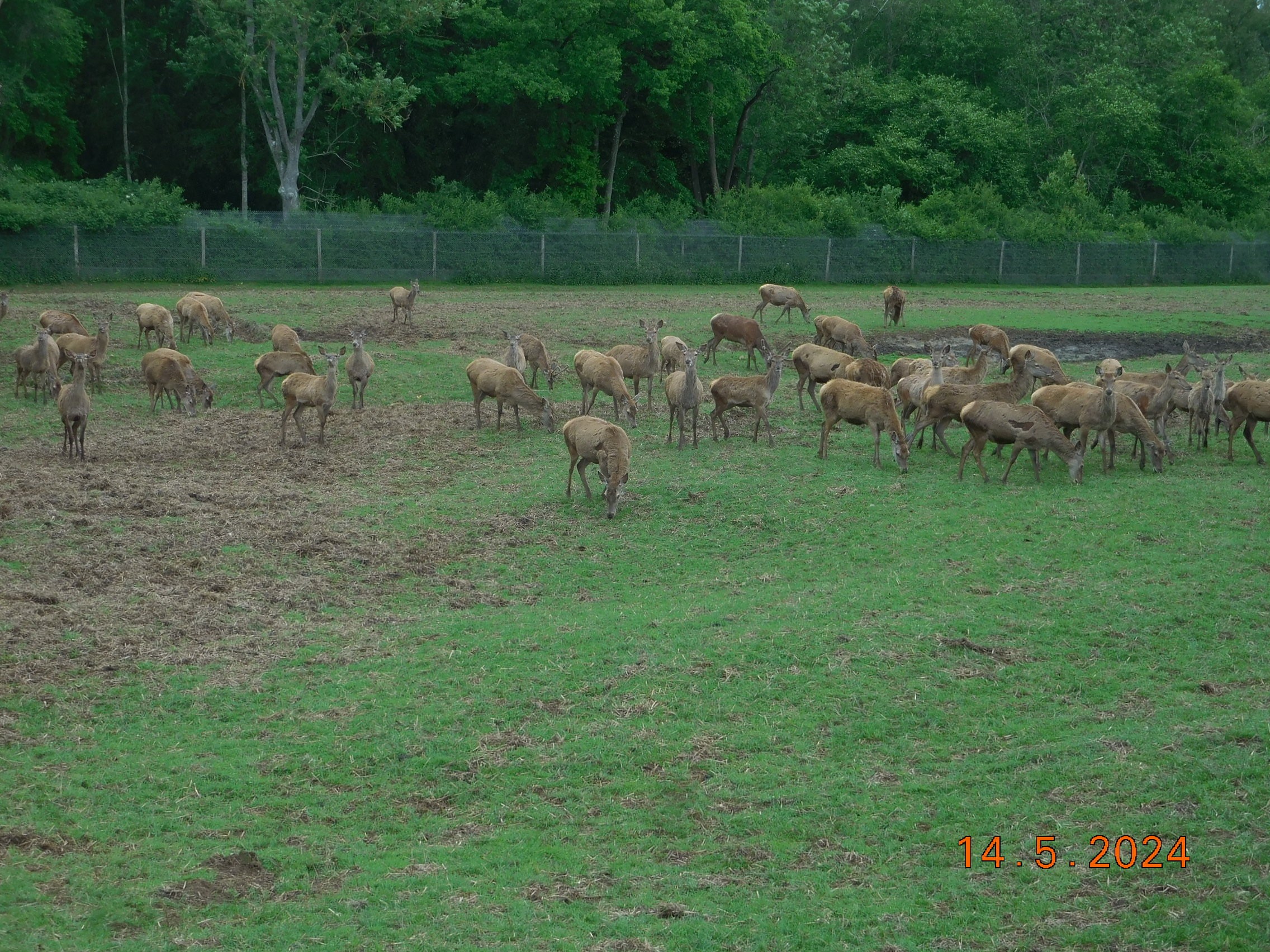  LES BISONS ET LES LOUPS LE 14/05/2024