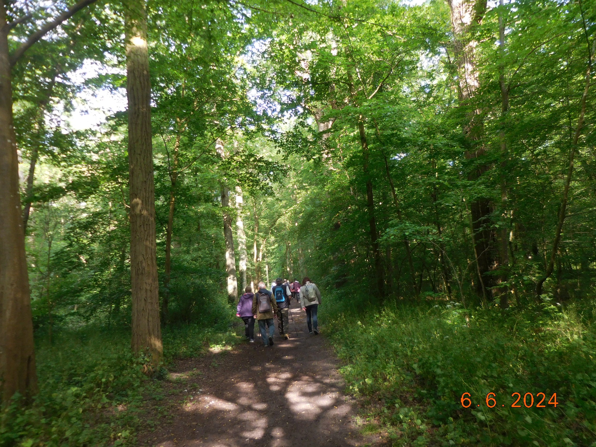 Bois des Bouleaux - Terres Noires et Bois des Princesses GOUVIEUX le 06/06/2024