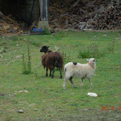  AUTOUR DE ST VAAST LES MELLO LE 20/06/2024