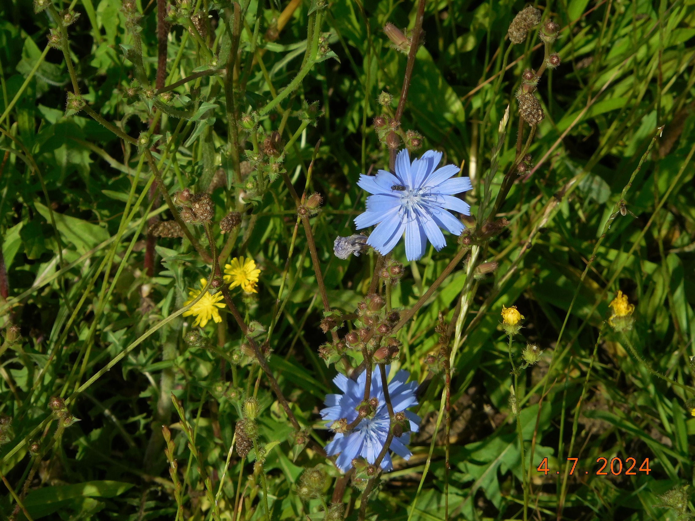 LE TILLET -FOULANGUES - LE TILLET LE 04/07/2024