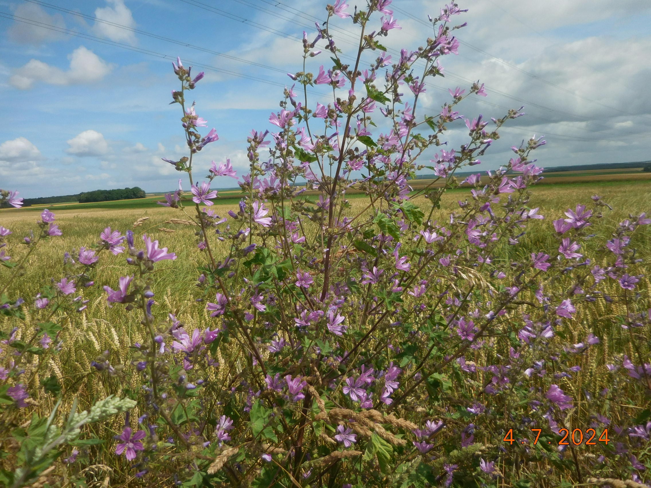 LE TILLET -FOULANGUES - LE TILLET LE 04/07/2024