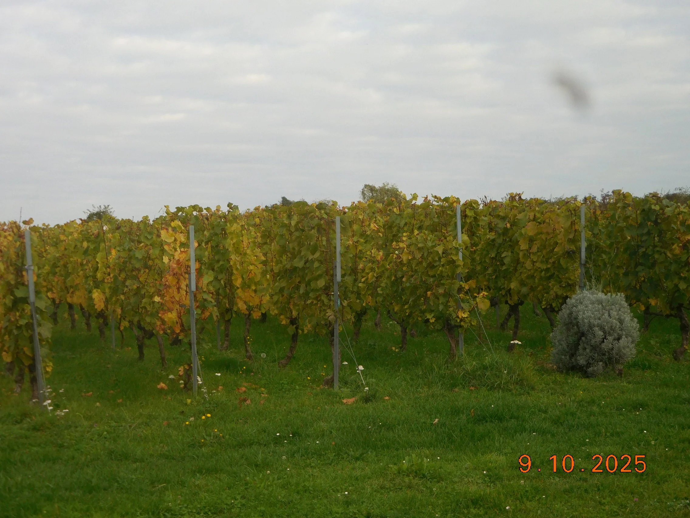 Gouvieux - les  Troglodytes et la Vigne 