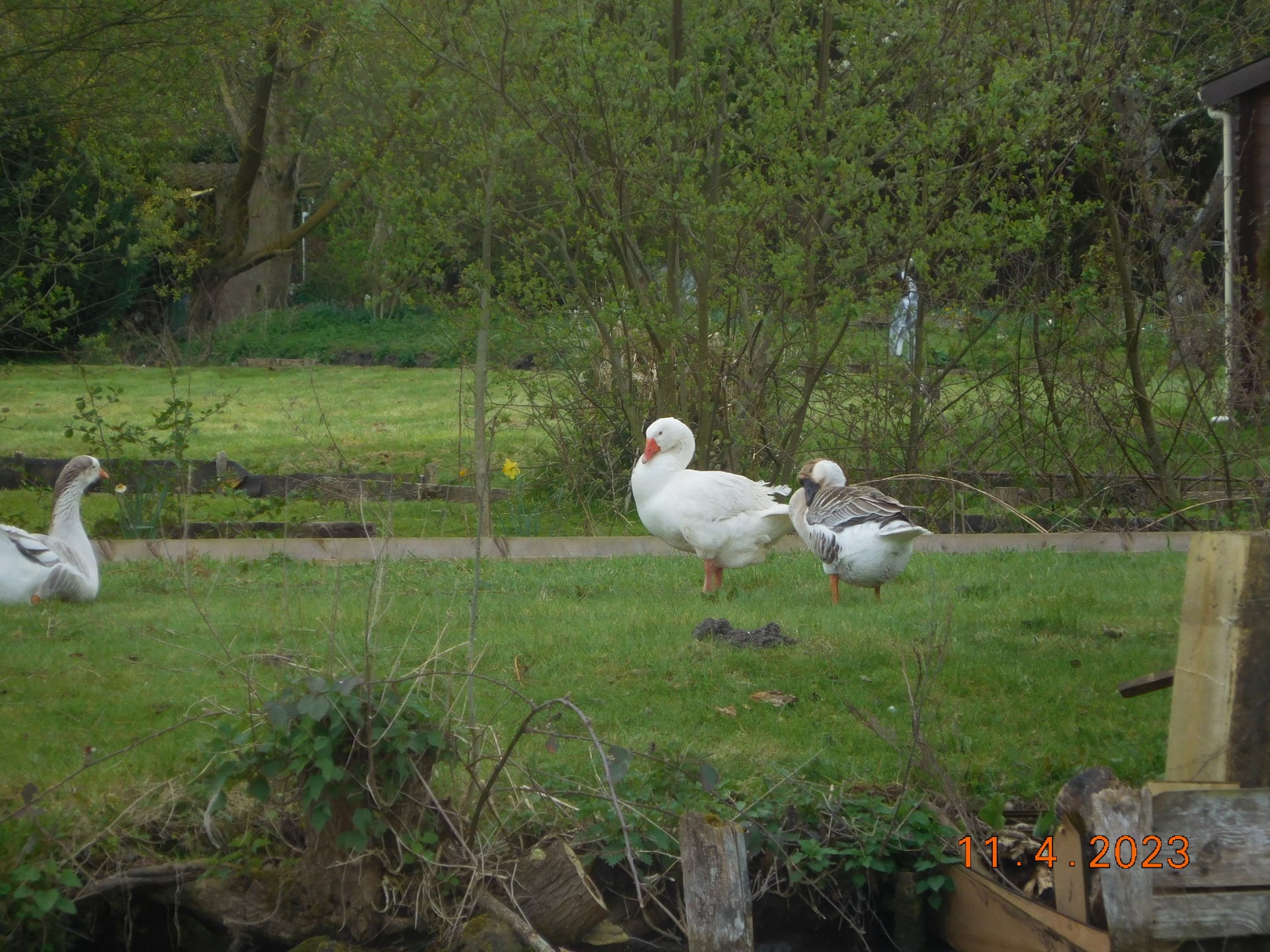 CROISIERE SUR LE PICARDIE ET LES HORTILLONNAGES A AMIENS LE 11/04/2023