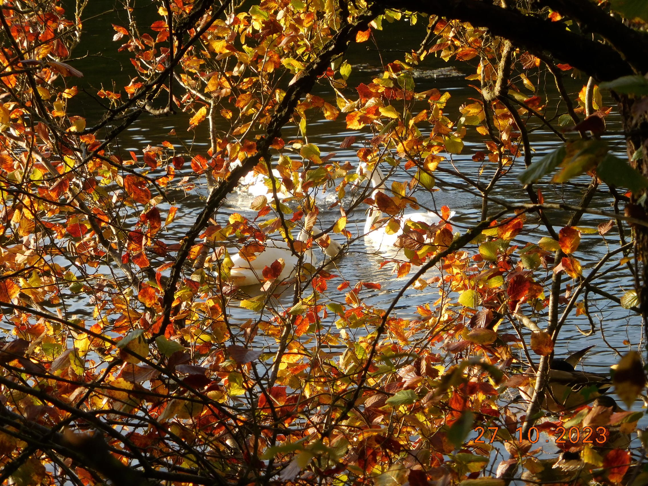  Vues d'automne aux étangs de Commelle le 27/10/2023