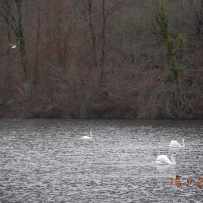 LES ETANGS DE COMELLE LE 16/01/2025