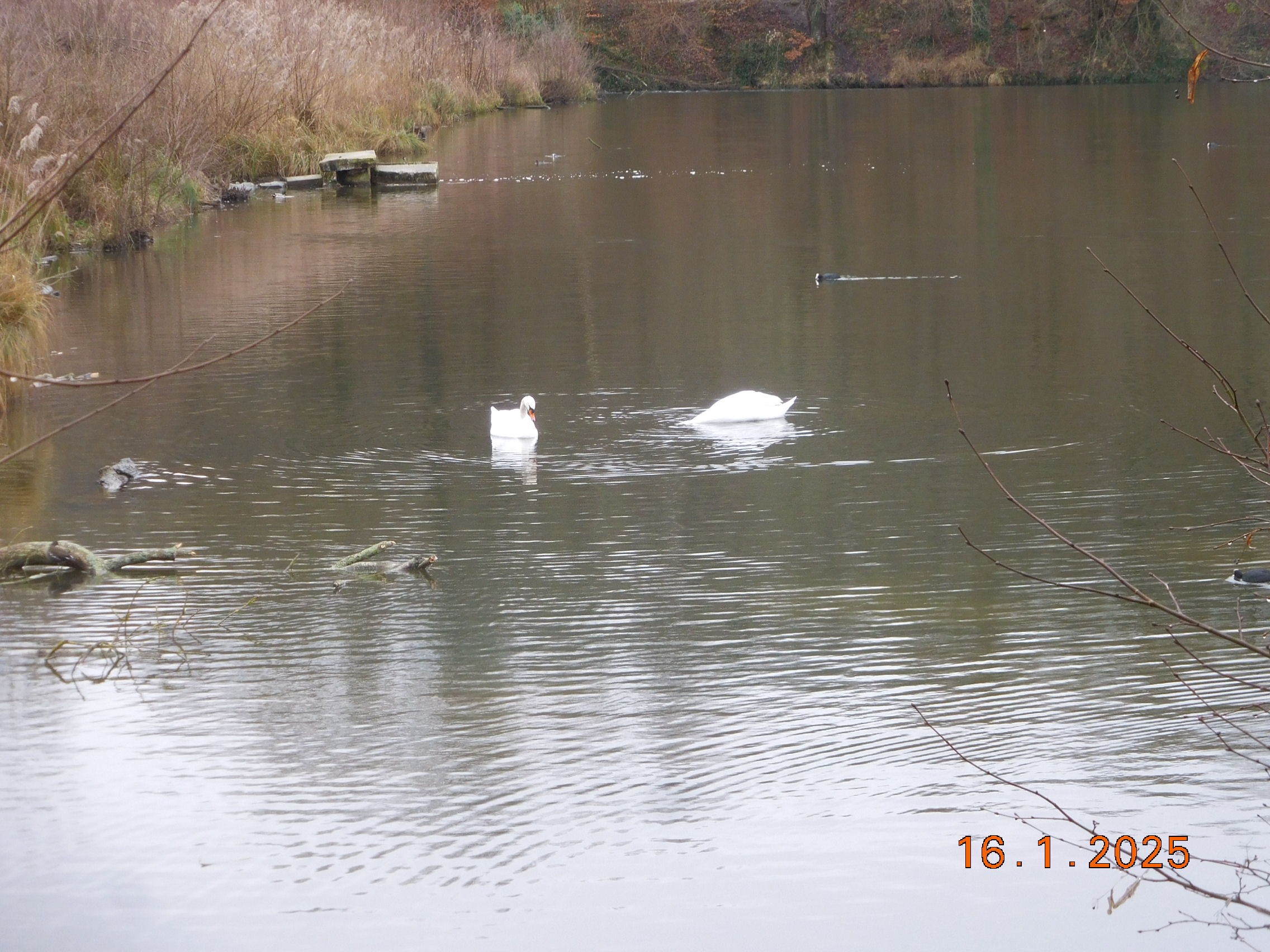 LES ETANGS DE COMELLE LE 16/01/2025