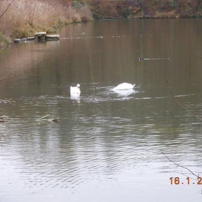 LES ETANGS DE COMELLE LE 16/01/2025