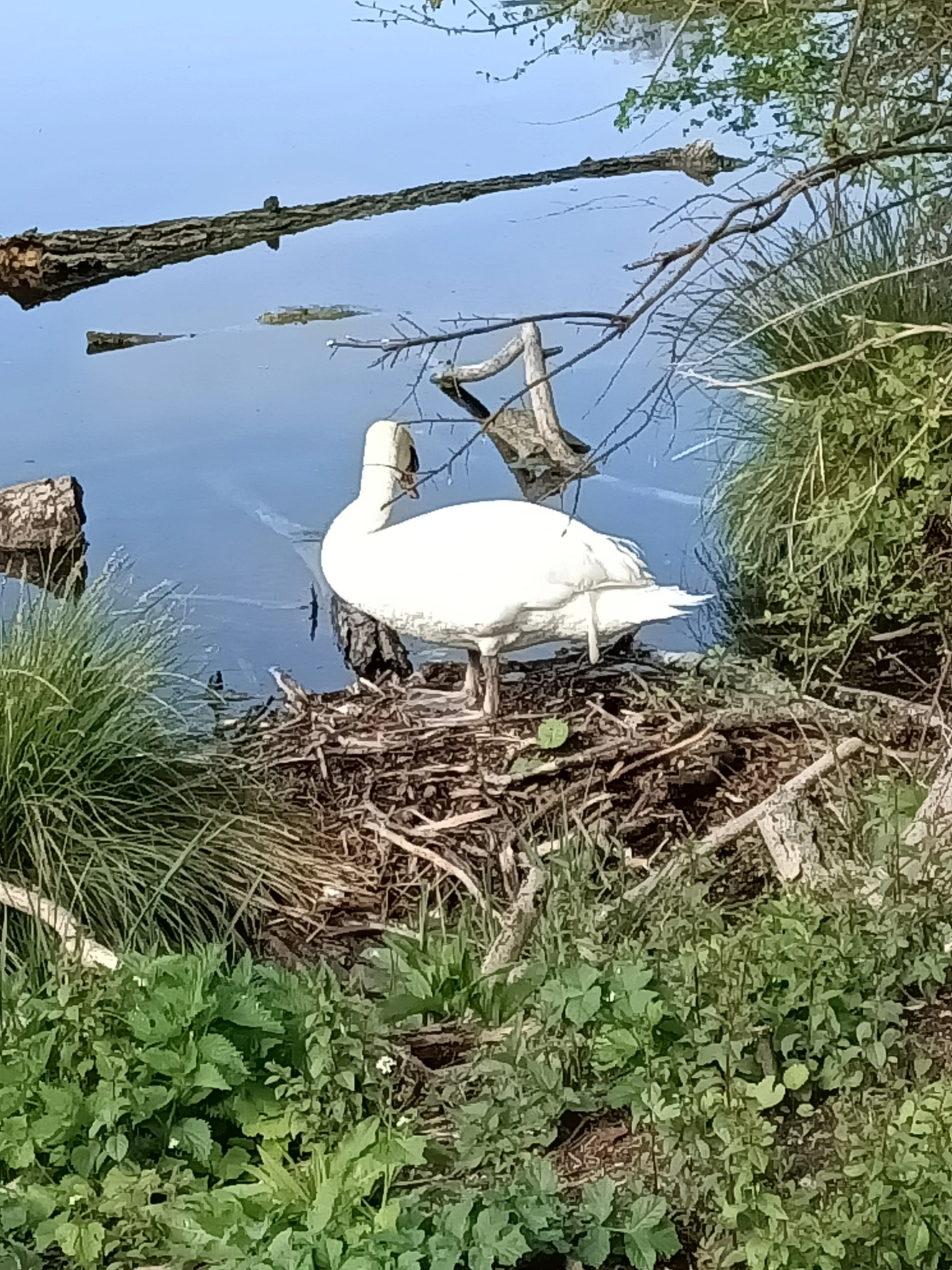 Les étangs de Comelle au printemps
