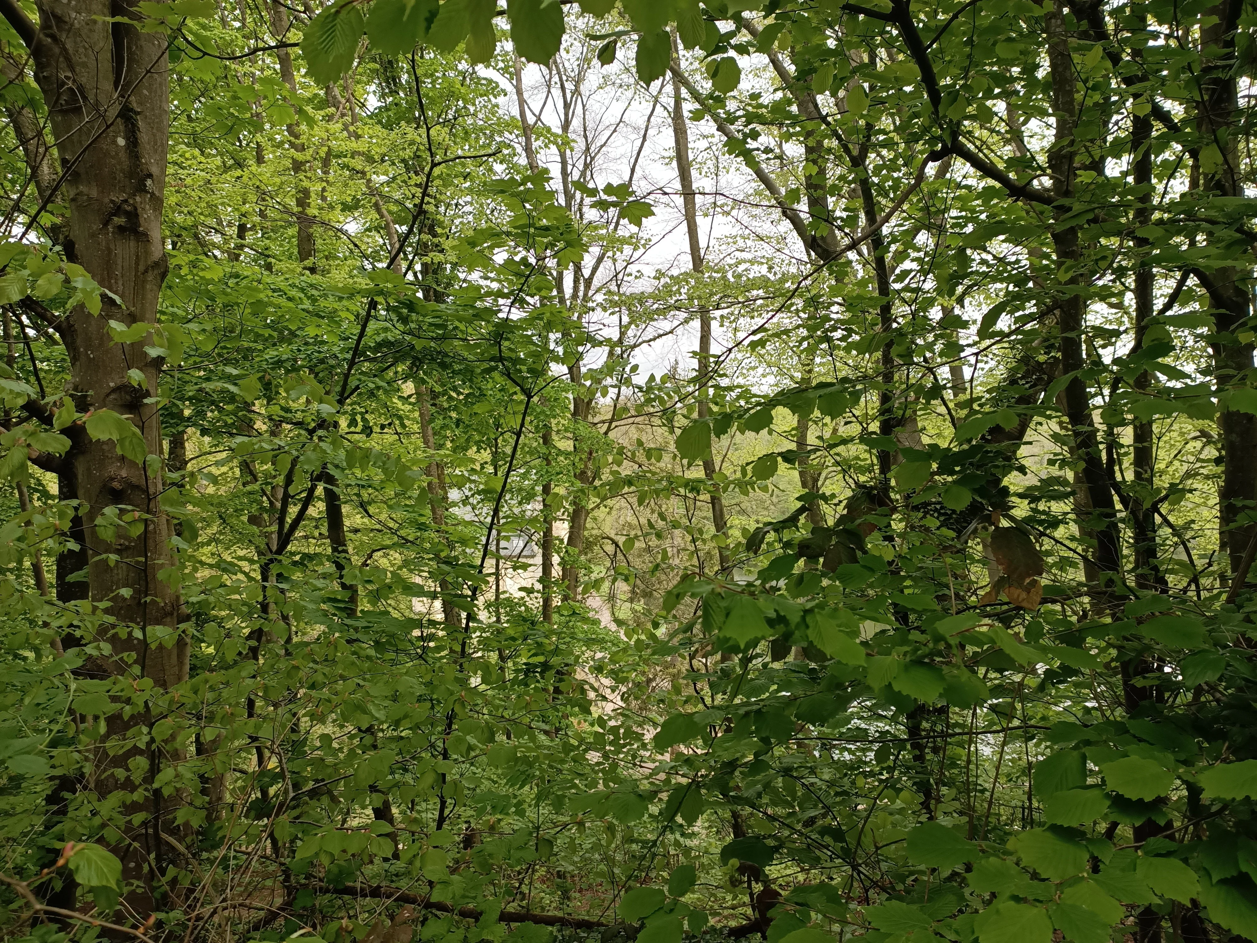 Les étangs de Comelle au printemps